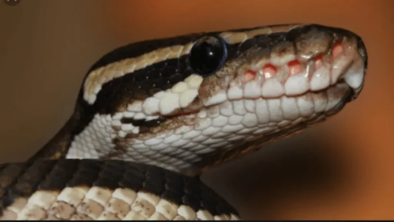 Anxiety in Delta Community as Cleric Kills Sacred Snake
