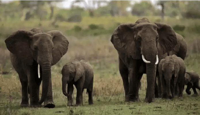 Confusion as Elephant Kills Ogun Resident